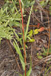 Narrowleaf primrose-willow